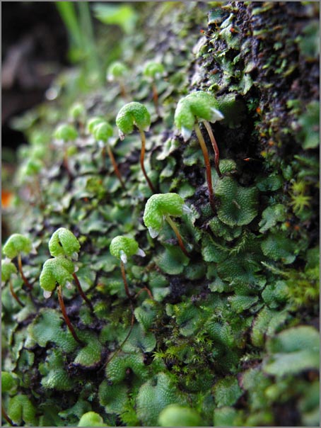 sm P81 Liverwort.jpg - The umbrella looking stalked structures on this Thallose Liverwort are reproductive organs.